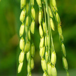 Huile réparatrice Bio biphasique Biokap
