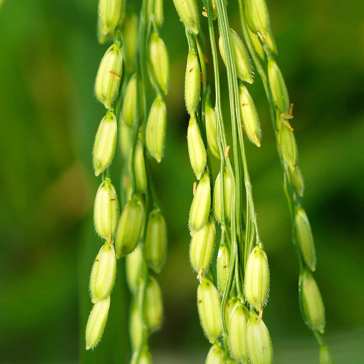 Huile réparatrice Bio biphasique Biokap
