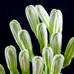 Shampooing naturel anti-pellicualire Biokap