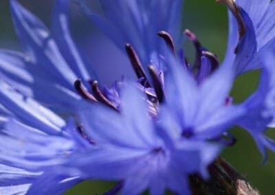 Shampooing violet anti-jaunissement Biokap