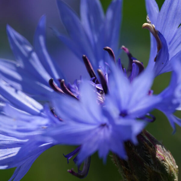 Shampooing violet anti-jaunissement Biokap