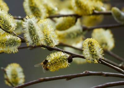 Crème eclaircissante Biokap nutricolor