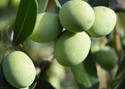 Huile réparatrice Bio biphasique Biokap