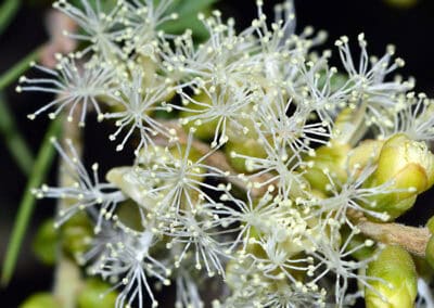 Lotion anti-pelliculaire et cheveux gras Biokap