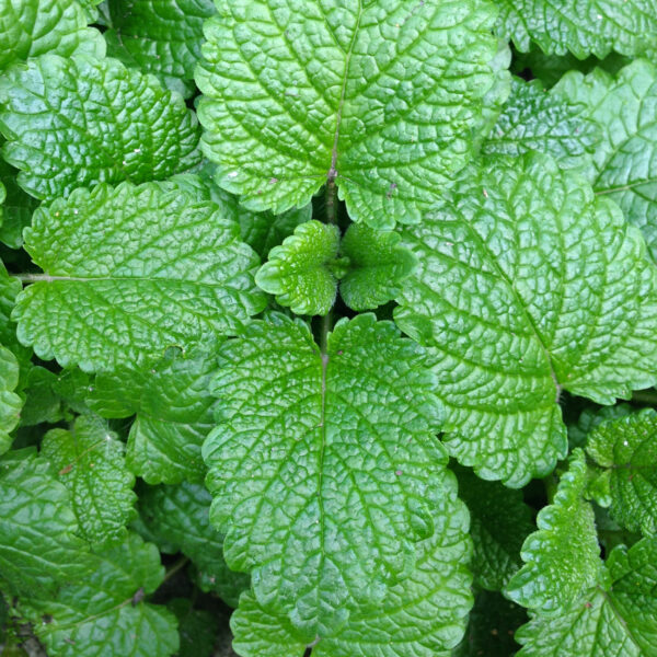 Lotion anti-pelliculaire et cheveux gras Biokap