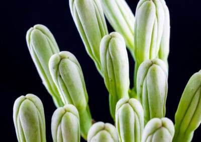 Shampooing naturel anti-pellicualire Biokap