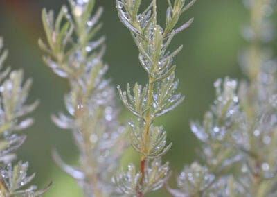 Shampooing naturel anti-pellicualire Biokap