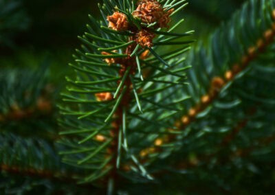 Shampooing naturel cheveux gras Biokap