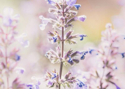 Shampooing douche Bio Biokap