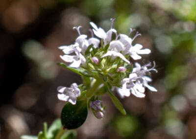 Shampooing douche Bio Biokap