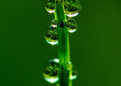 Shampooing Bio cheveux fins fortifiant Biokap