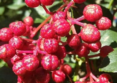 Shampooing huile naturel apaisant Biokap