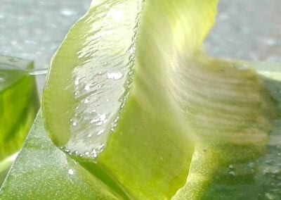 Shampooing naturel cheveux secs nourrissant réparateur Biokap