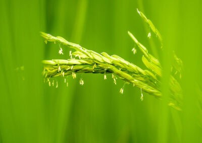 Shampooing naturel cheveux secs nourrissant réparateur Biokap