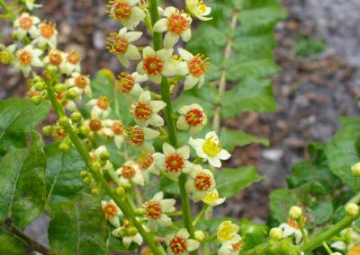 Shampooing Bio cheveux gras rééquilibrant Biokap